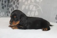 Max, a male Miniature Dachshund for sale in Richland, MO – 7 of 10