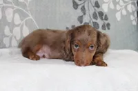 Finn, a male Miniature Dachshund for sale in Richland, MO – 10 of 10