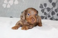 Finn, a male Miniature Dachshund for sale in Richland, MO – 3 of 6