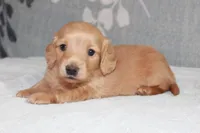 Buddy, a male Miniature Dachshund for sale in Richland, MO – 2 of 10