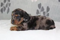 Sophie, a female Miniature Dachshund for sale in Richland, MO – 6 of 10