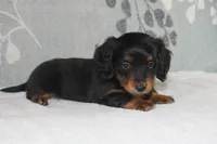 Max, a male Miniature Dachshund for sale in Richland, MO – 10 of 10