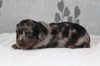 Gus, a male Miniature Dachshund for sale in Richland, MO – 2 of 7