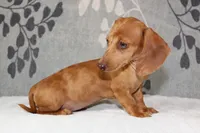 Ruby, a female Miniature Dachshund for sale in Richland, MO – 6 of 10