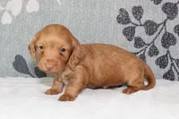Peaches, a female Miniature Dachshund for sale in Richland, MO – 4 of 6