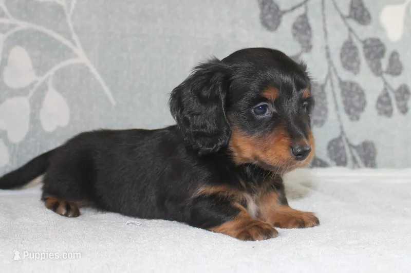 Max – Miniature Dachshund puppy for sale in Richland, MO