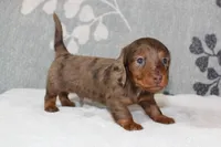 Skipper, a male Miniature Dachshund for sale in Richland, MO – 5 of 7
