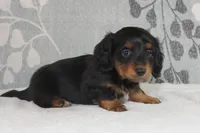 Max, a male Miniature Dachshund for sale in Richland, MO – 5 of 10