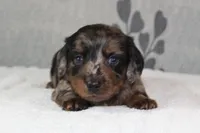Gus, a male Miniature Dachshund for sale in Richland, MO – 4 of 7