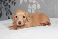 Buddy, a male Miniature Dachshund for sale in Richland, MO – 3 of 10