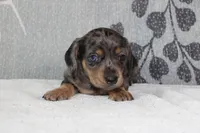 Willow, a female Miniature Dachshund for sale in Richland, MO – 2 of 10