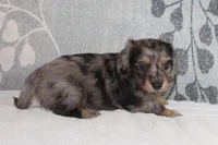 Ivy, a female Miniature Dachshund for sale in Richland, MO – 3 of 10
