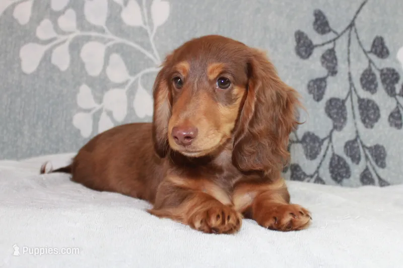 Waylon – Miniature Dachshund puppy for sale in Richland, MO