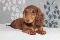 Waylon, a male Miniature Dachshund for sale in Richland, MO – 1 of 10