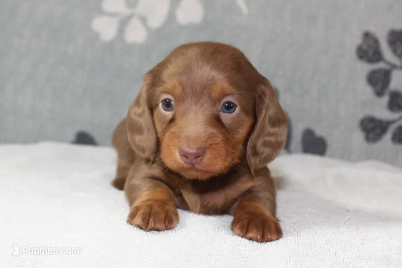 Ellie – Miniature Dachshund puppy for sale in Richland, MO