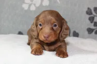 Ellie, a female Miniature Dachshund for sale in Richland, MO – 1 of 10