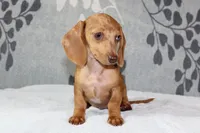 Ruby, a female Miniature Dachshund for sale in Richland, MO – 4 of 10
