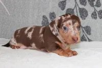 Freckles, a male Miniature Dachshund for sale in Richland, MO – 5 of 9