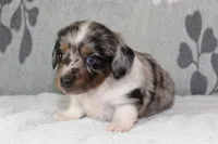 Chip, a male Miniature Dachshund for sale in Richland, MO – 5 of 5