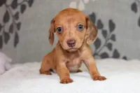 Ruby, a female Miniature Dachshund for sale in Richland, MO – Photo 3 of 10