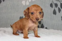 Ruby, a female Miniature Dachshund for sale in Richland, MO – Photo 2 of 10