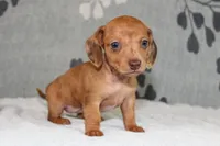 Ruby, a female Miniature Dachshund for sale in Richland, MO – Photo 4 of 10