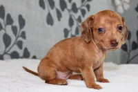 Ruby, a female Miniature Dachshund for sale in Richland, MO – Photo 10 of 10