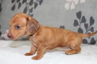 Ruby, a female Miniature Dachshund for sale in Richland, MO – Photo 9 of 10