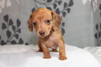 Ruby, a female Miniature Dachshund for sale in Richland, MO – Photo 6 of 10
