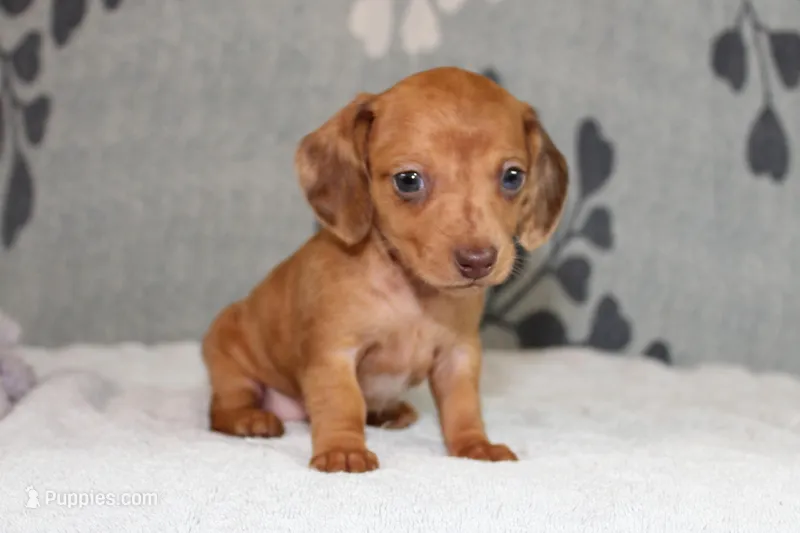 Ruby – Miniature Dachshund puppy for sale in Richland, MO