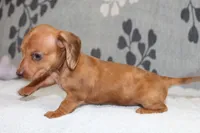 Ruby, a female Miniature Dachshund for sale in Richland, MO – Photo 8 of 10