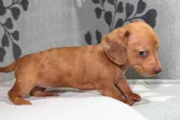 Ruby, a female Miniature Dachshund for sale in Richland, MO – Photo 7 of 10