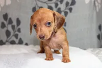 Ruby, a female Miniature Dachshund for sale in Richland, MO – Photo 5 of 10