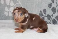 Freckles, a male Miniature Dachshund for sale in Richland, MO – 9 of 9