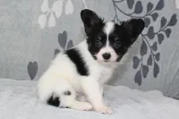 Oreo, a male Papillon for sale in Richland, MO – Photo 7 of 8