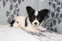 Oreo, a male Papillon for sale in Richland, MO – Photo 8 of 8