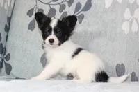 Oreo, a male Papillon for sale in Richland, MO – Photo 2 of 8