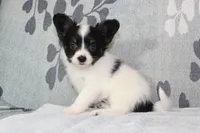 Oreo, a male Papillon for sale in Richland, MO – Photo 3 of 8