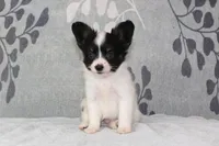 Oreo, a male Papillon for sale in Richland, MO – Photo 6 of 8