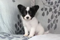 Oreo, a male Papillon for sale in Richland, MO – Photo 4 of 8