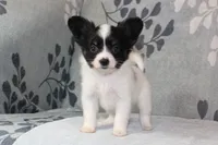 Oreo, a male Papillon for sale in Richland, MO – Photo 5 of 8