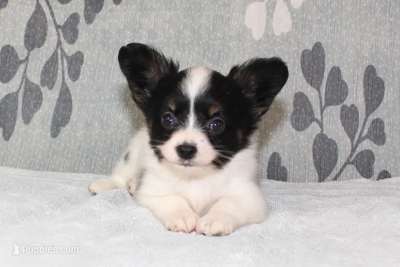 Oreo – Papillon puppy for sale in Richland, MO