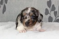 Chip, a male Miniature Dachshund for sale in Richland, MO – 4 of 5