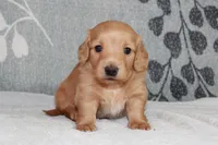 Buddy, a male Miniature Dachshund for sale in Richland, MO – 10 of 10