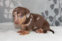 Freckles, a male Miniature Dachshund for sale in Richland, MO – 8 of 9