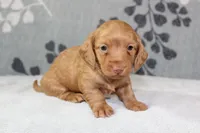 Peaches, a female Miniature Dachshund for sale in Richland, MO – 5 of 6