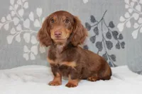 Waylon, a male Miniature Dachshund for sale in Richland, MO – 6 of 10