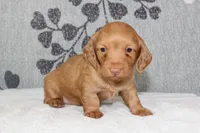 Peaches, a female Miniature Dachshund for sale in Richland, MO – 3 of 6