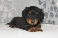 Max, a male Miniature Dachshund for sale in Richland, MO – 8 of 10