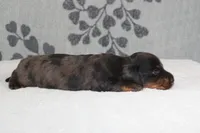 Piper, a female Miniature Dachshund for sale in Richland, MO – 4 of 5